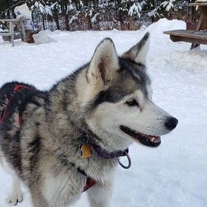 Meet your Posher, Francis